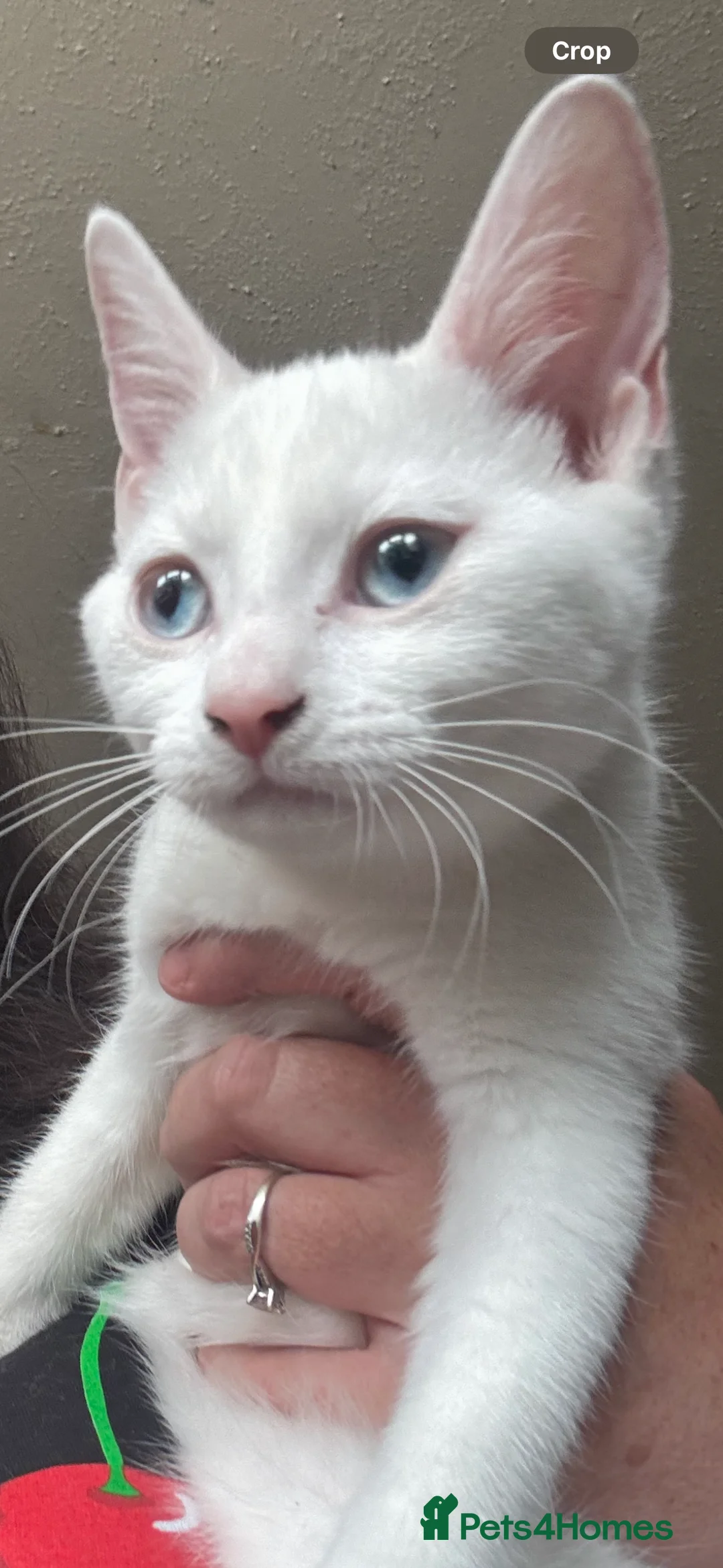 Mixed Breed cats for sale: Siamese x - Advert 2