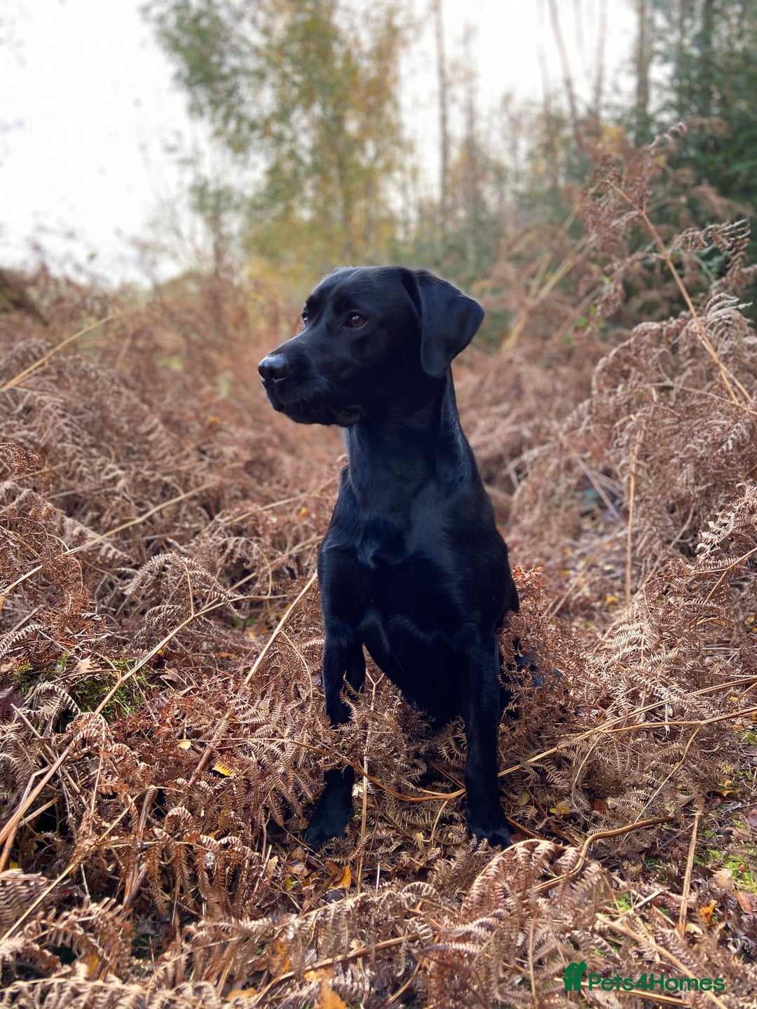 Labrador Retriever dogs for sale: Buccleuch x Fenway Puppy - Advert 4