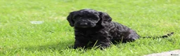 Cockapoo dogs for sale: Beautiful Cockapoo puppies for sale  - Advert 7