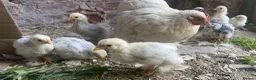 Chickens poultry for sale: 4 Pekin Bantam Chicks For Sale in Norwich - Advert 5