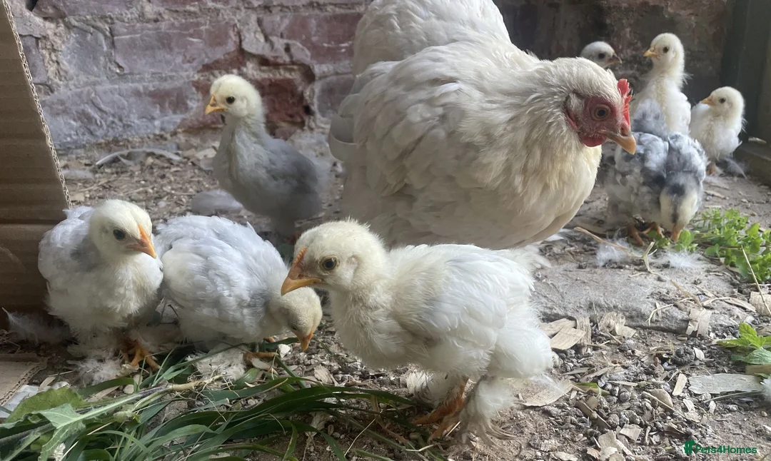 Chickens poultry for sale: 4 Pekin Bantam Chicks For Sale in Norwich - Advert 5