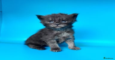 Maine Coon cats - Advert 11