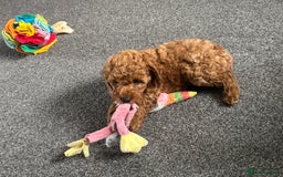 Miniature Poodle dogs for sale: KC miniature poodle  - Image 5