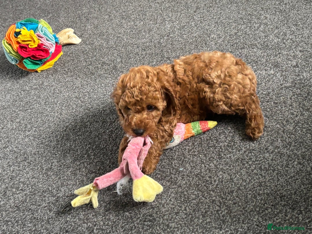 Miniature Poodle dogs for sale: KC miniature poodle  - Image 5