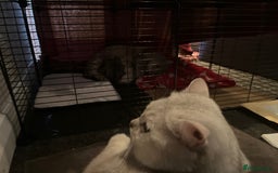 British Shorthair cats for sale: Beautiful British Shorthair Kittens... - Image 17