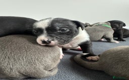 Staffordshire Bull Terrier dogs for sale: 9 chunky stuffy puppies - Image 13