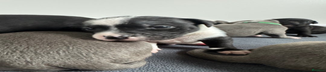 Staffordshire Bull Terrier Puppy 3