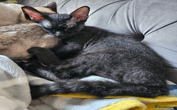 Sphynx cats for sale: Sphynx x Siamese kittens - Image 2
