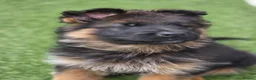 German Shepherd dogs for sale: Beautiful Black&Tan German Shepherd Male (Shadow) in Wellingborough - Advert 17