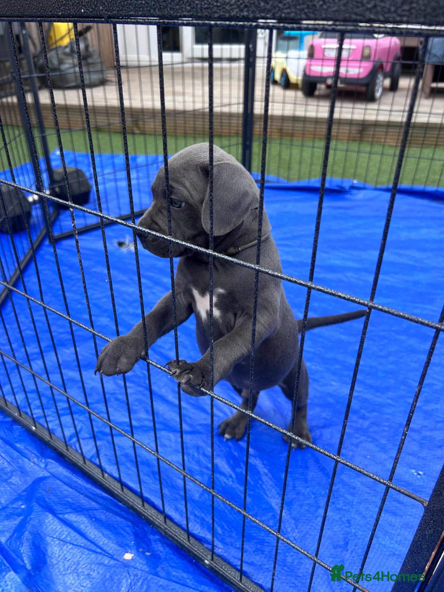 Staffordshire Bull Terrier dogs KC reg Blue Staff Puppies  - Advert 5