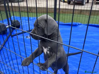 Staffordshire Bull Terrier dogs KC reg Blue Staff Puppies - Advert 5