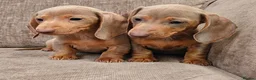Miniature Dachshund dogs for sale: Isabella miniature dachshund puppies  - Advert 3