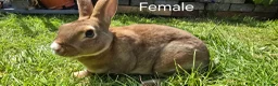 Rex rabbits for sale: 2 Litters of Mini rex different colours and sex - Advert 3