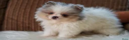 Pomeranian dogs for sale: Unique Boy with Blue Eyes - Advert 6