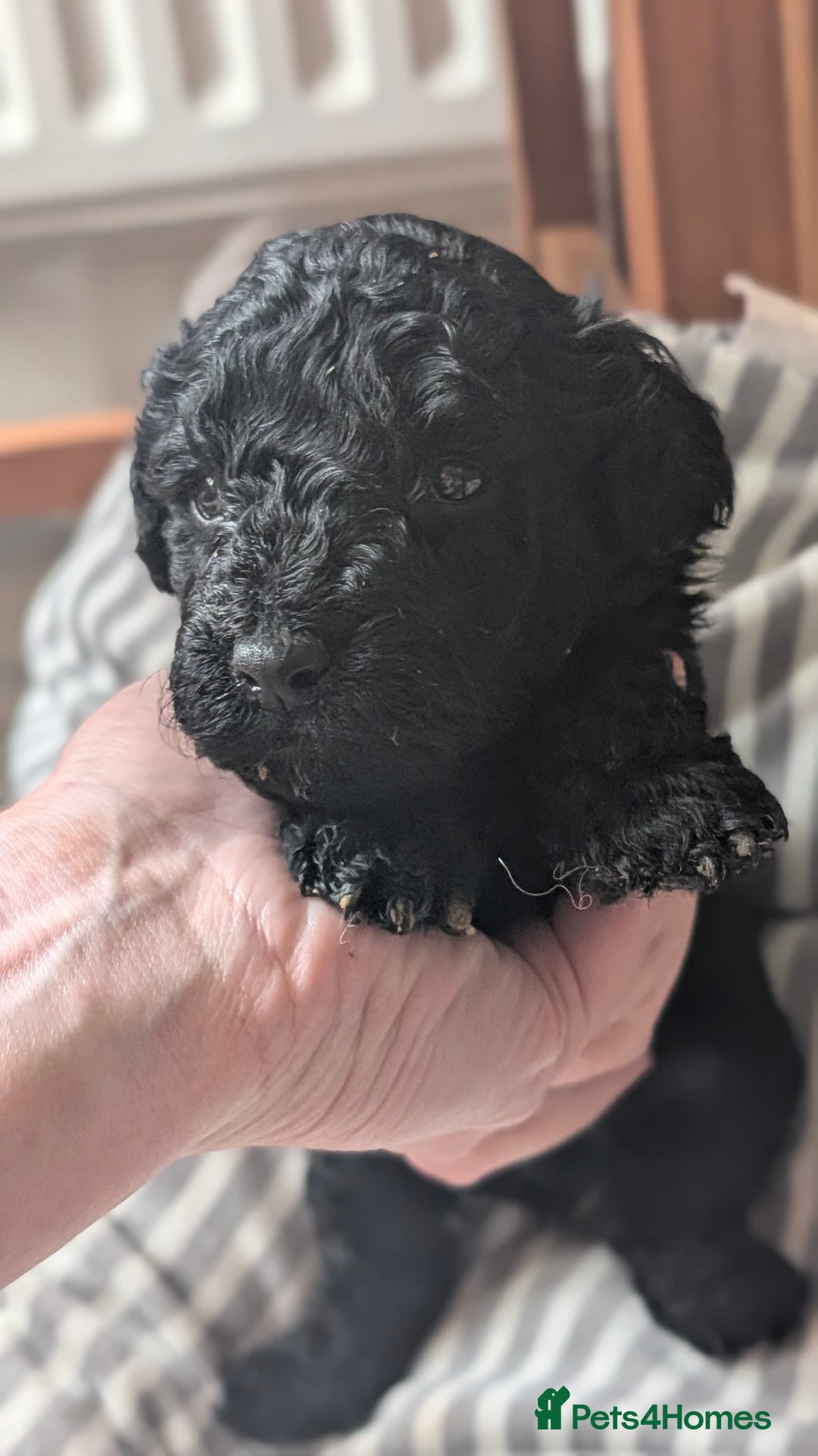 Toy Poodle dogs for sale: Toy poodles Genetic health tested  - Image 2