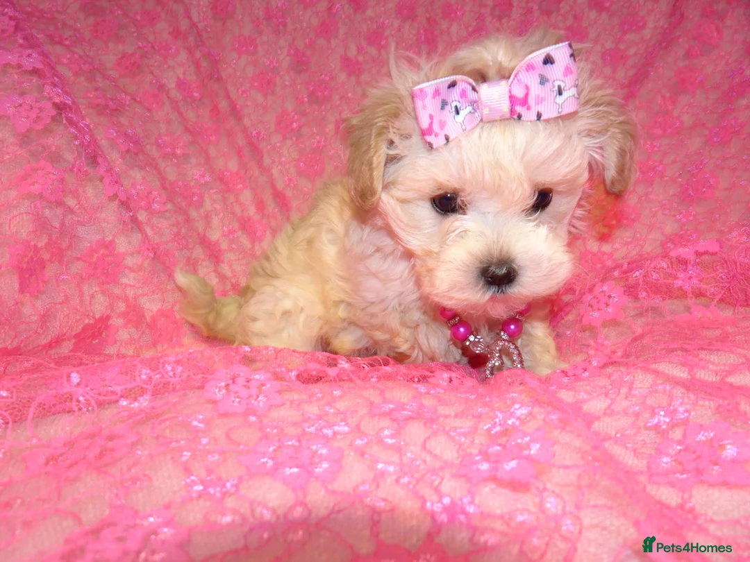 Maltipoo dogs for sale: *Apricot F1 Maltese x Toy Poodle Maltipoo Puppy* - Advert 6