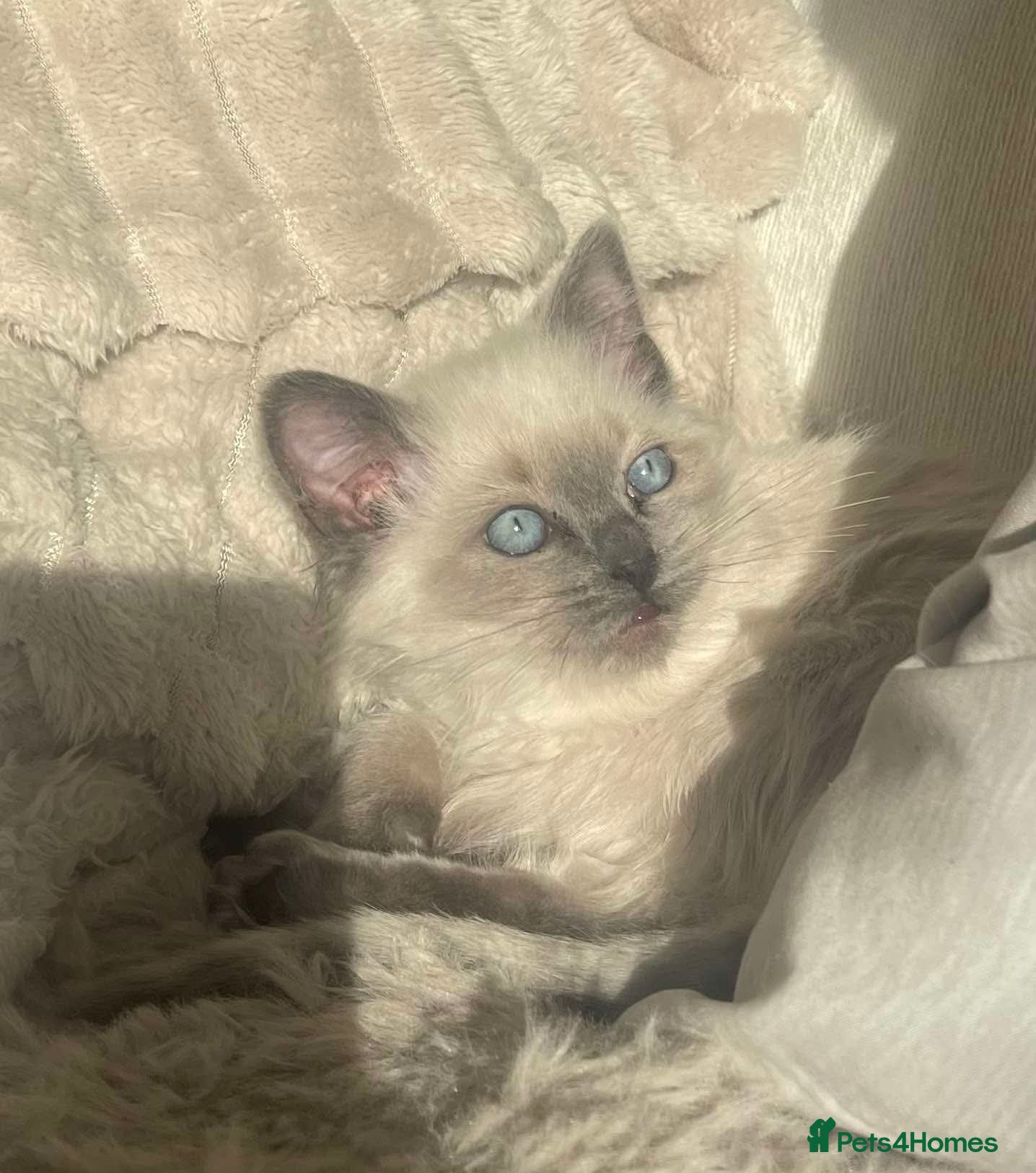 Ragdoll cats Last little boy ragdoll READY NOW - Advert 9