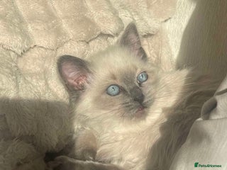 Ragdoll cats Last little boy ragdoll READY NOW - Advert 3