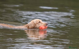 Cocker Spaniel dogs for sale: Working Cocker Spaniels  - Image 12