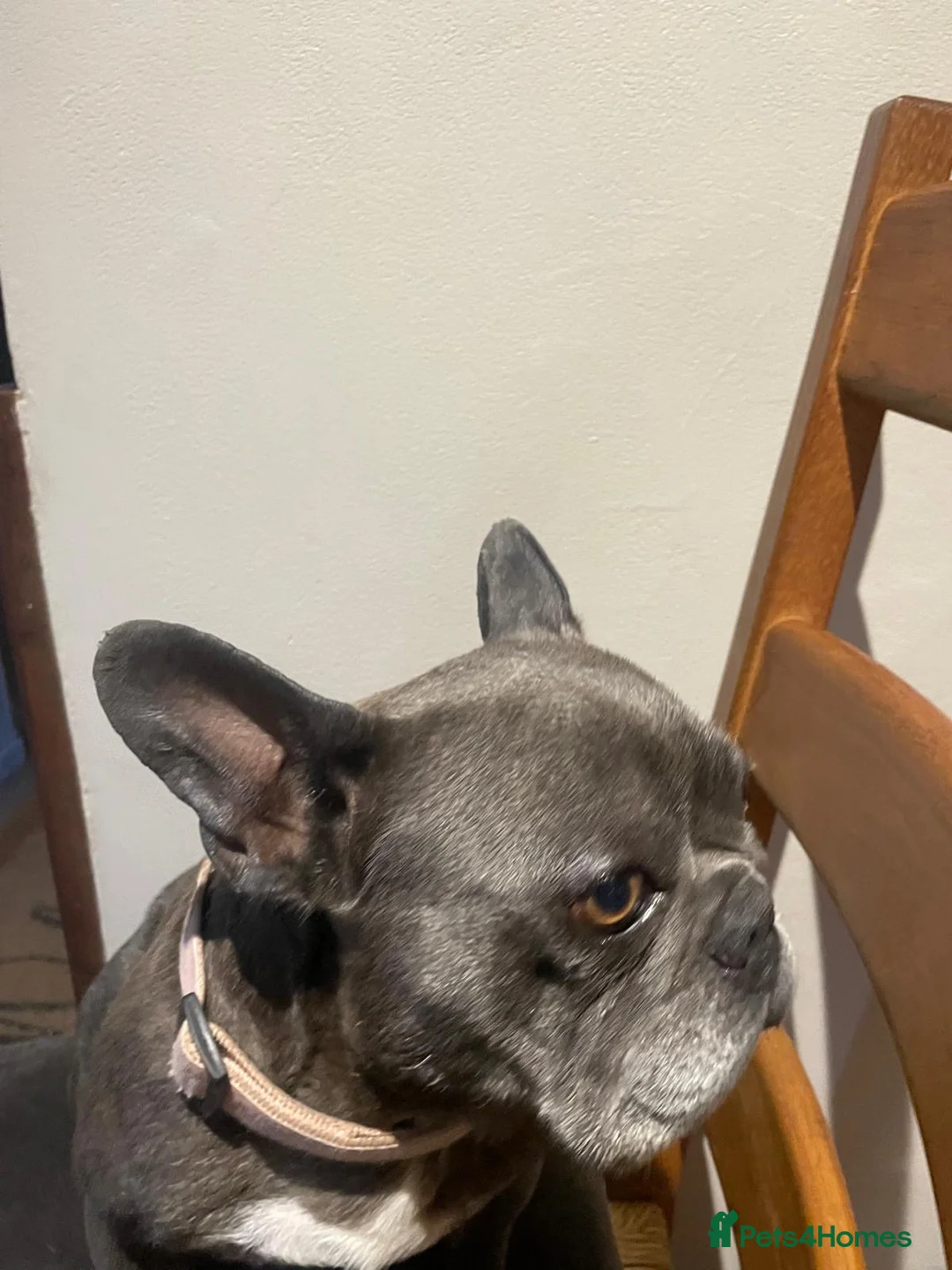 French Bulldog dogs for sale: Outstanding male puppy  - Advert 1