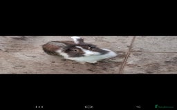 Lionhead rabbits for sale: Beautiful Female LionheadLop-URGENT - Advert 7