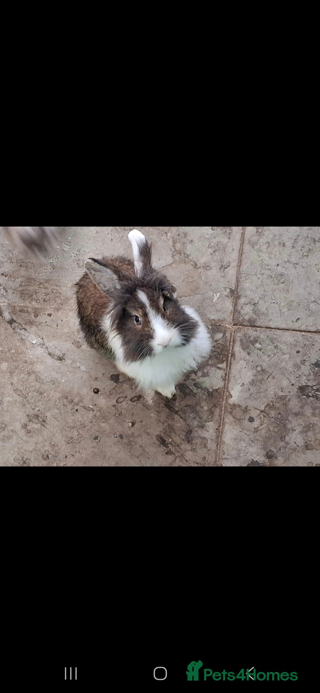 Lionhead rabbits for sale: Beautiful Female LionheadLop-URGENT - Advert 7