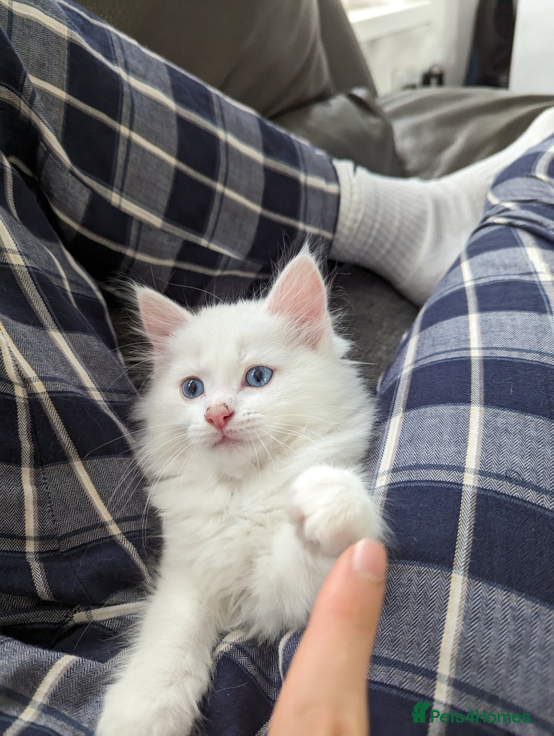 Ragdoll cats for sale: Ragdoll kittens - Image 18