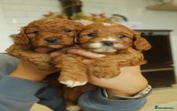 Cavapoo dogs for sale: Red cavapoo puppies - Image 5