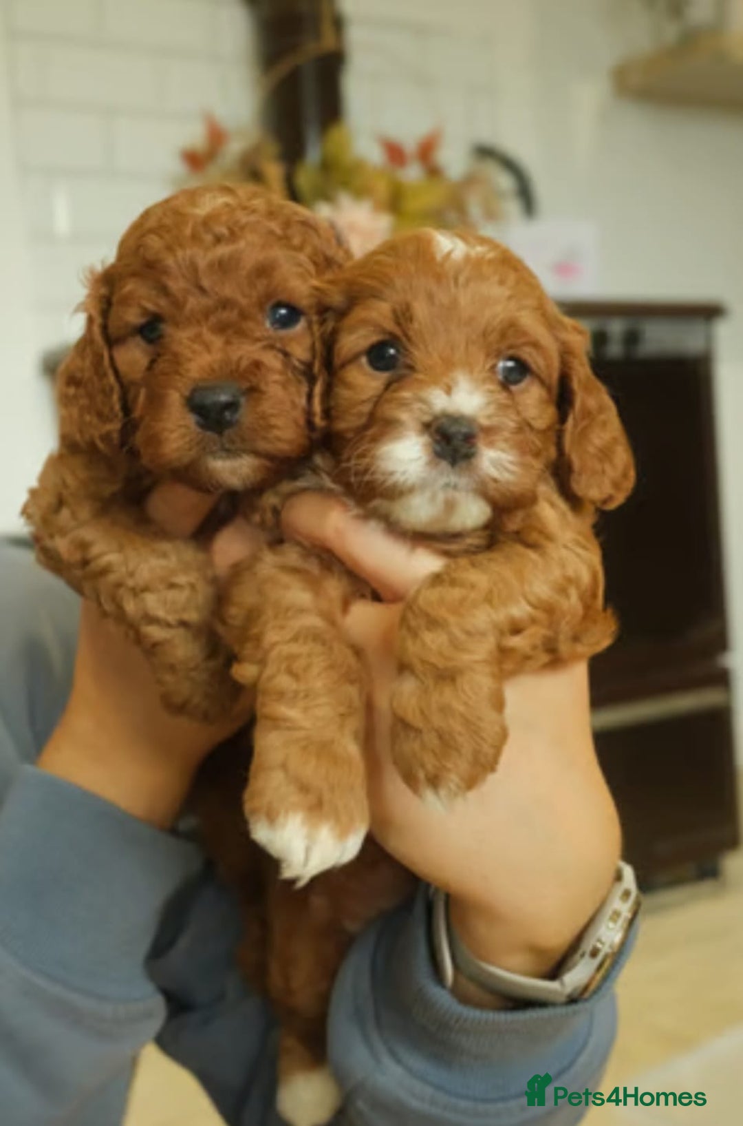 Cavapoo dogs for sale: Red cavapoo puppies - Image 5