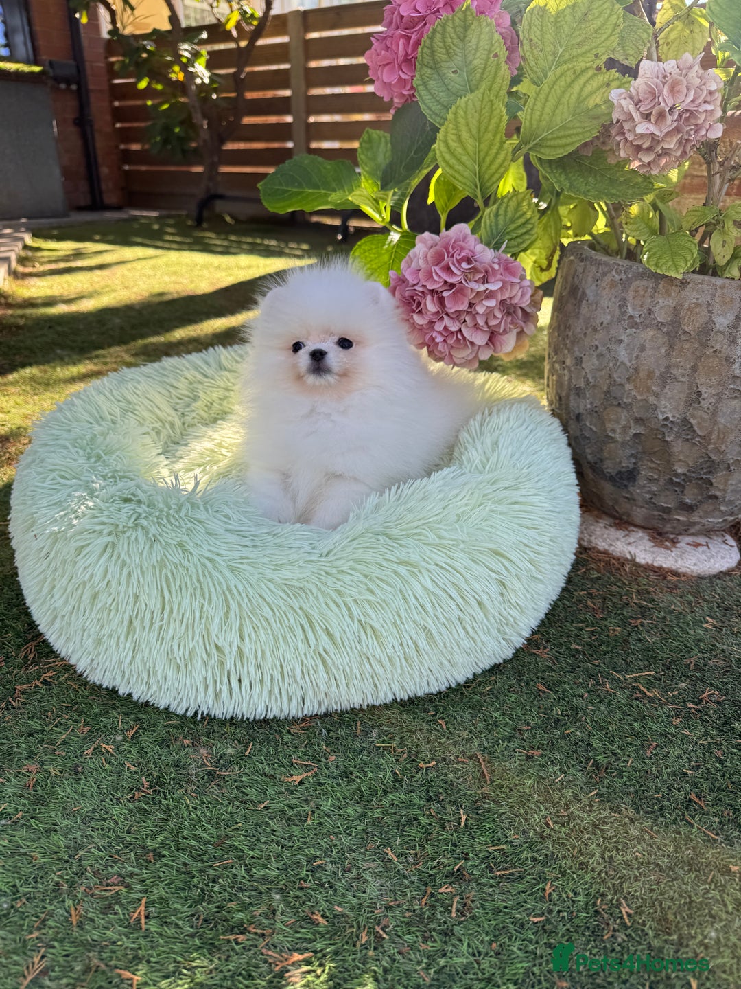 Pomeranian dogs for sale: SUPER TINY ICE WHITE POMERANIAN BOY - Image 28