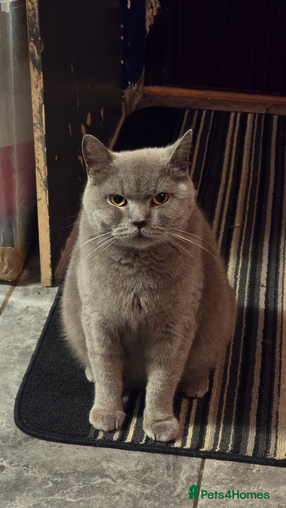 British Shorthair cats BSH retired queen  - Advert 1