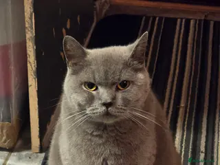 British Shorthair cats BSH retired queen - Advert 1