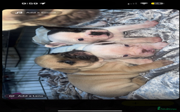 French Bulldog dogs for sale: Beautiful chunky Frenchie pups - Image 20