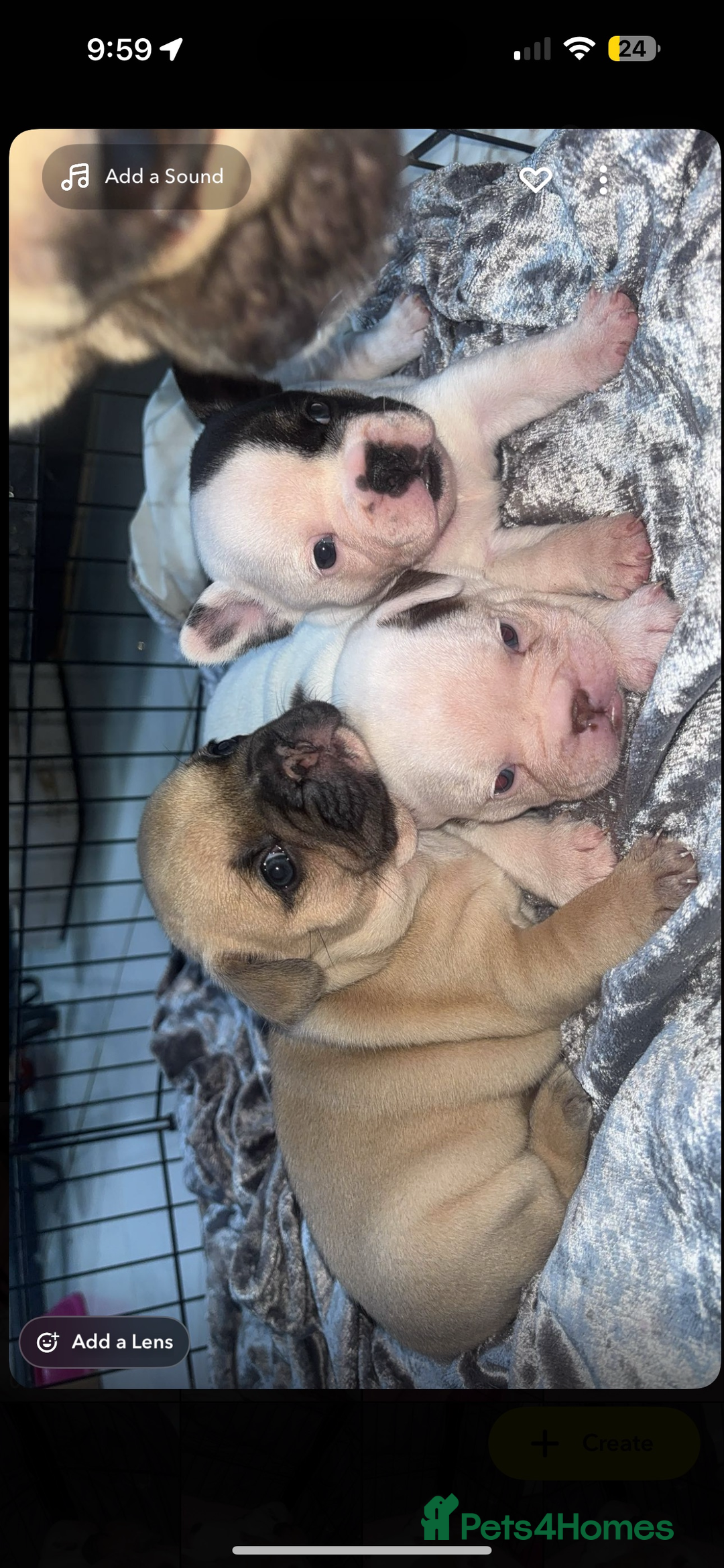 French Bulldog dogs for sale: Beautiful chunky Frenchie pups - Image 20