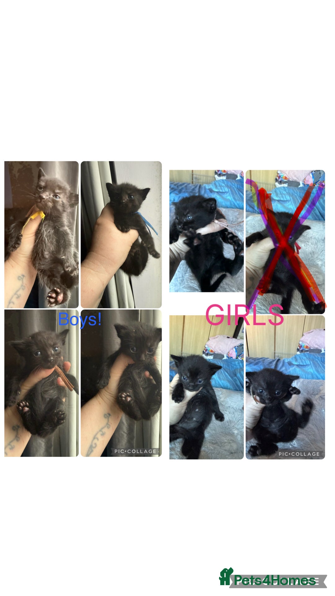 Mixed Breed cats 8 beautiful kittens - Advert 3