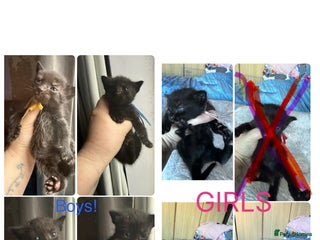 Mixed Breed cats 8 beautiful kittens - Advert 3