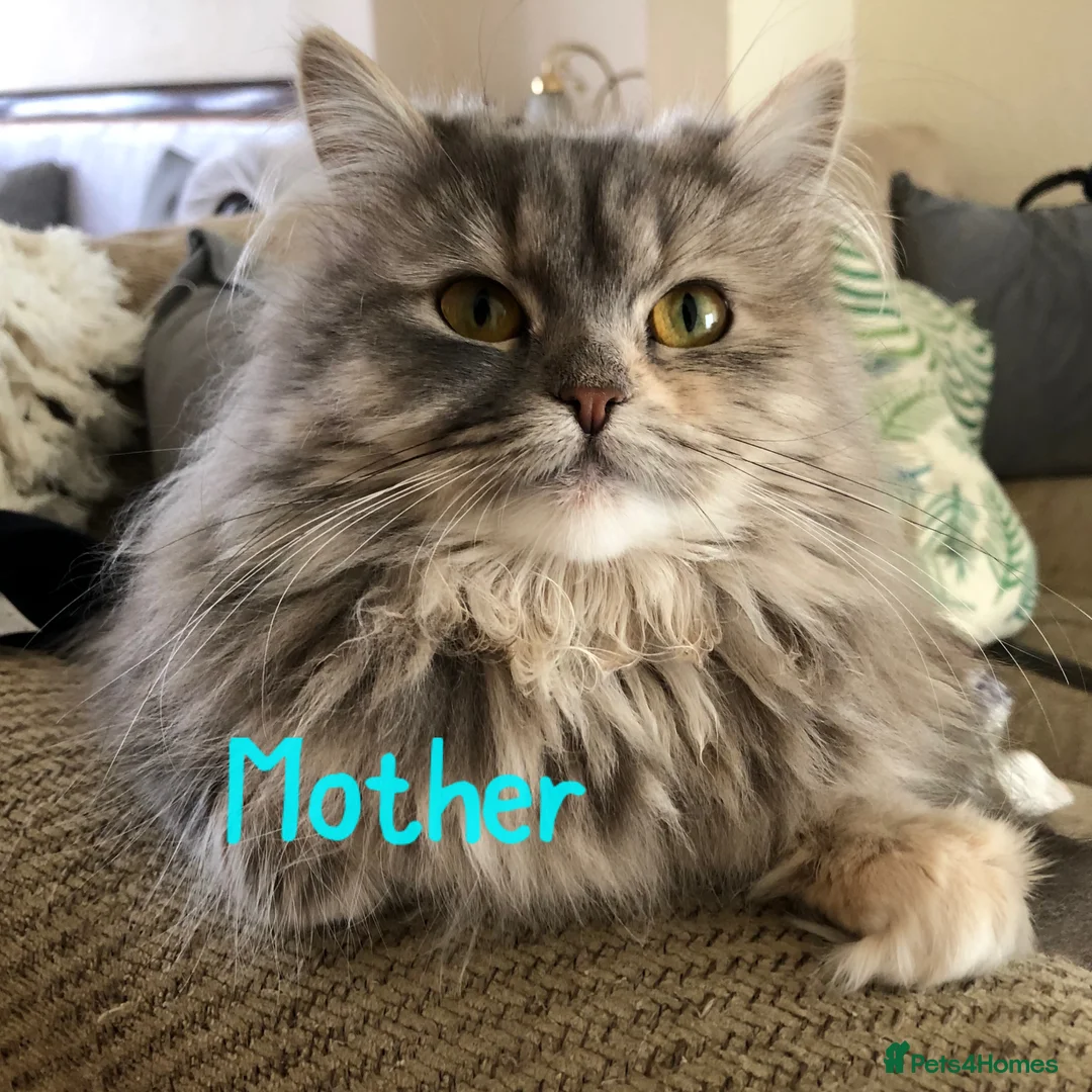 Siberian cats for sale: Fluffy red Siberian Kittens!! - Advert 16