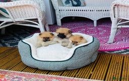 Pomeranian dogs for sale: Beautiful Full Pedigree Pomeranians - Image 8