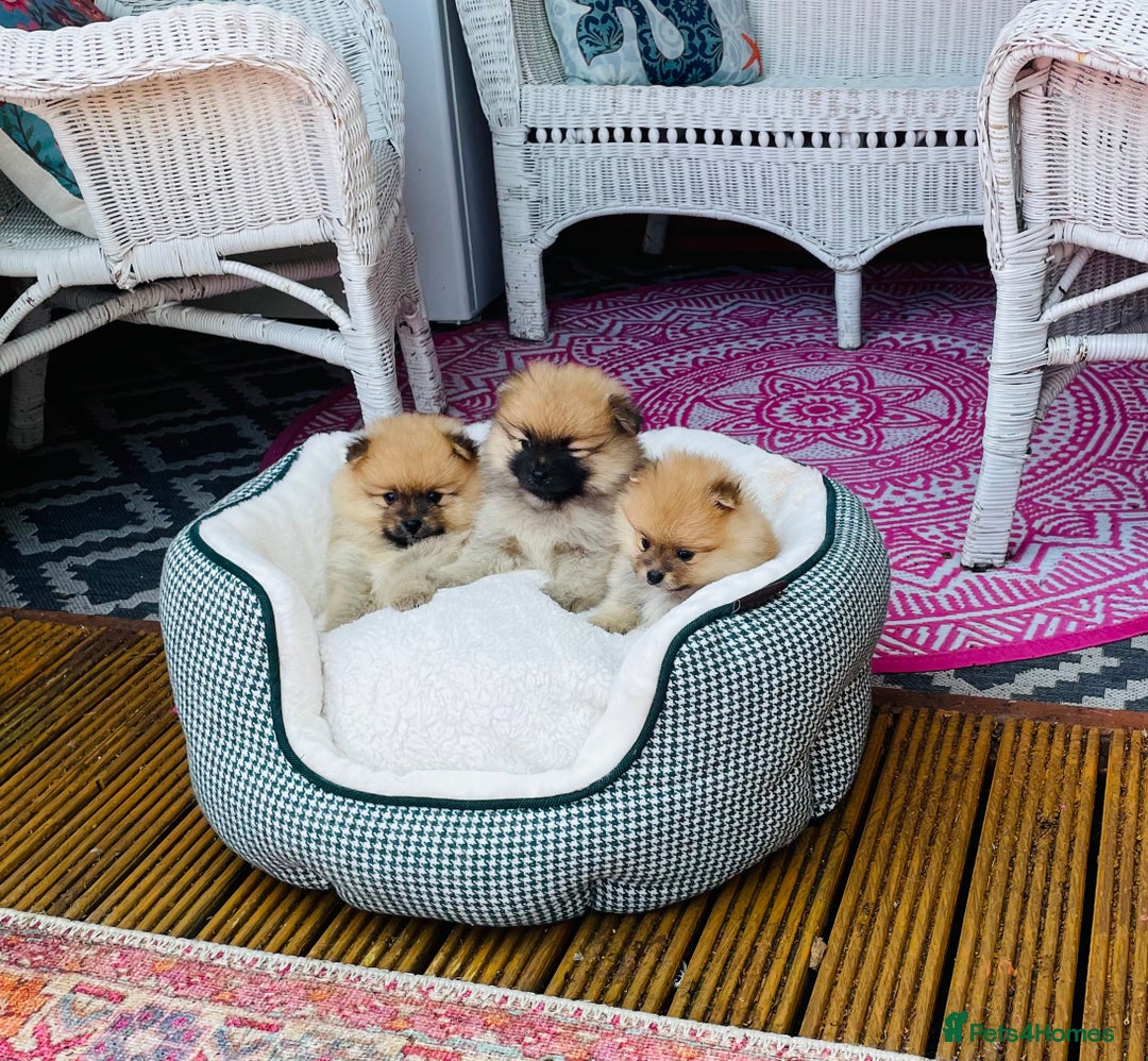 Pomeranian dogs for sale: Beautiful Full Pedigree Pomeranians - Image 8