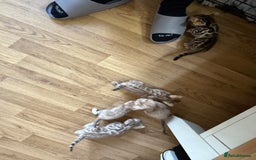 Bengal cats for sale: Bengal kittens  - Image 3