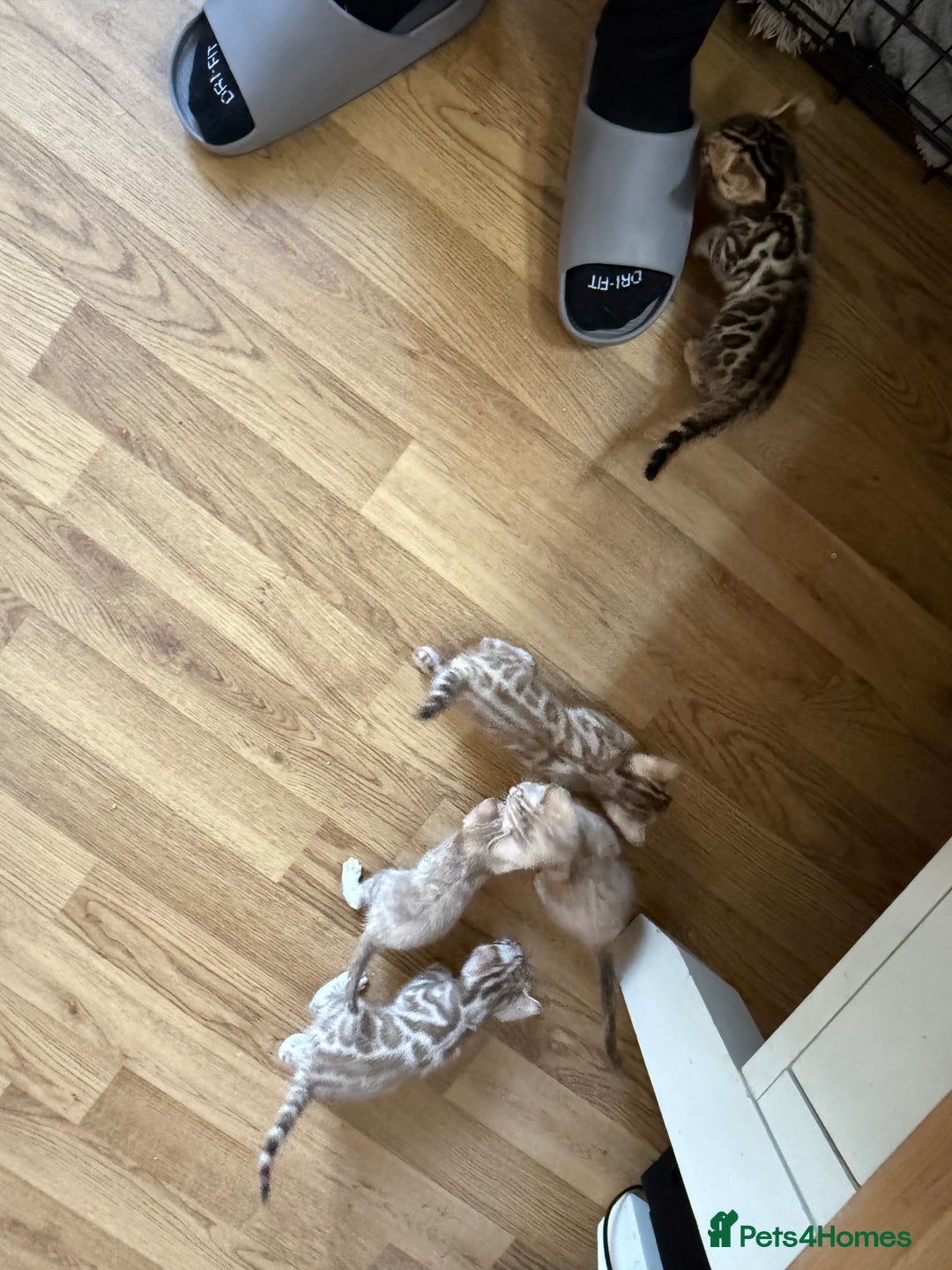 Bengal cats for sale: Bengal kittens  - Image 3