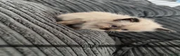 Ragdoll cats for sale: 3 beautiful ragdolls for sale  - Advert 4