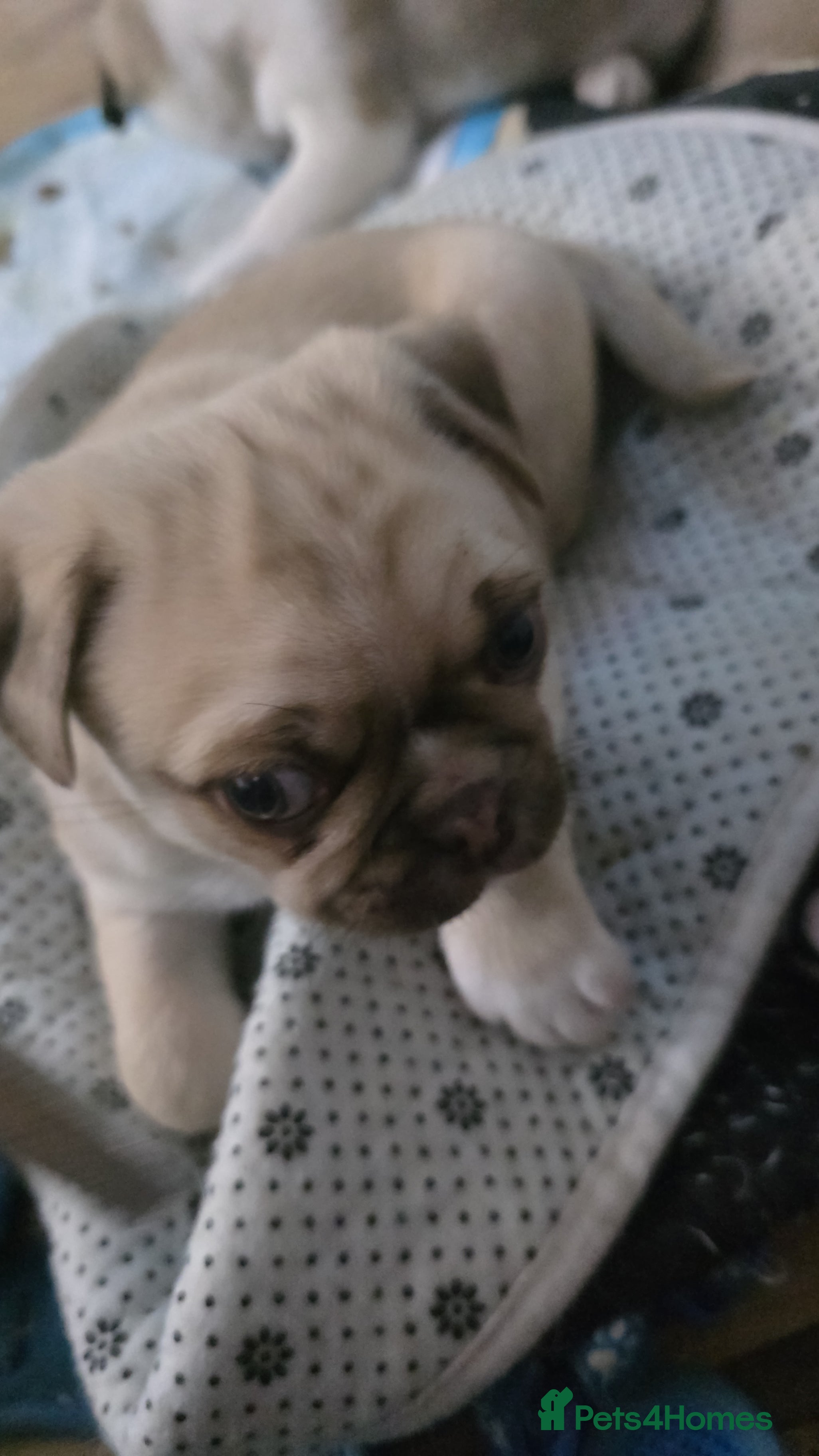 Pug dogs Last kc registered chocolate male left  - Advert 12