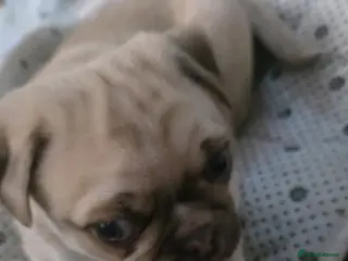 Pug dogs Last kc registered chocolate male left - Advert 12