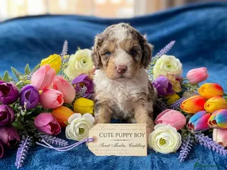 Cockapoo dogs ❤️ cockapoo puppies 8 WEEKS OLD & READY NOW 🐶 - Advert 11
