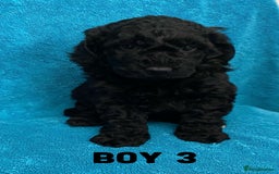 Goldendoodle dogs for sale: Miniature Golden Doodle pups - Image 3