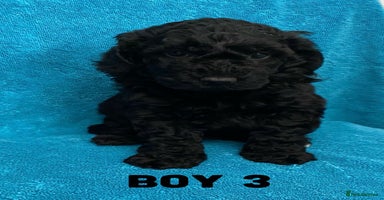 Goldendoodle dogs - Advert 11