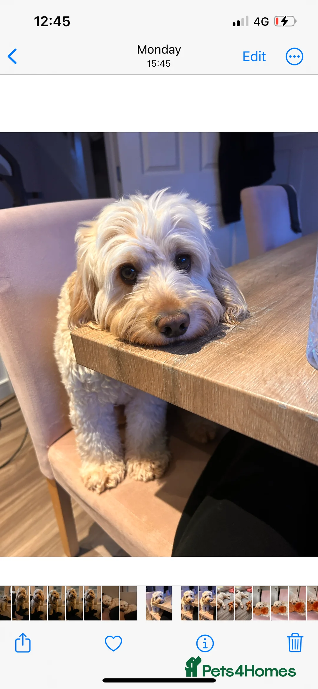 Cockapoo dogs for stud: Beautiful apricot cockapoo for stud in Hartlepool - Advert 11