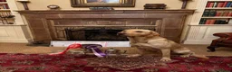 Labrador Retriever dogs for stud: **STANDING AT STUD** FTW Labradors in Stourbridge - Advert 3