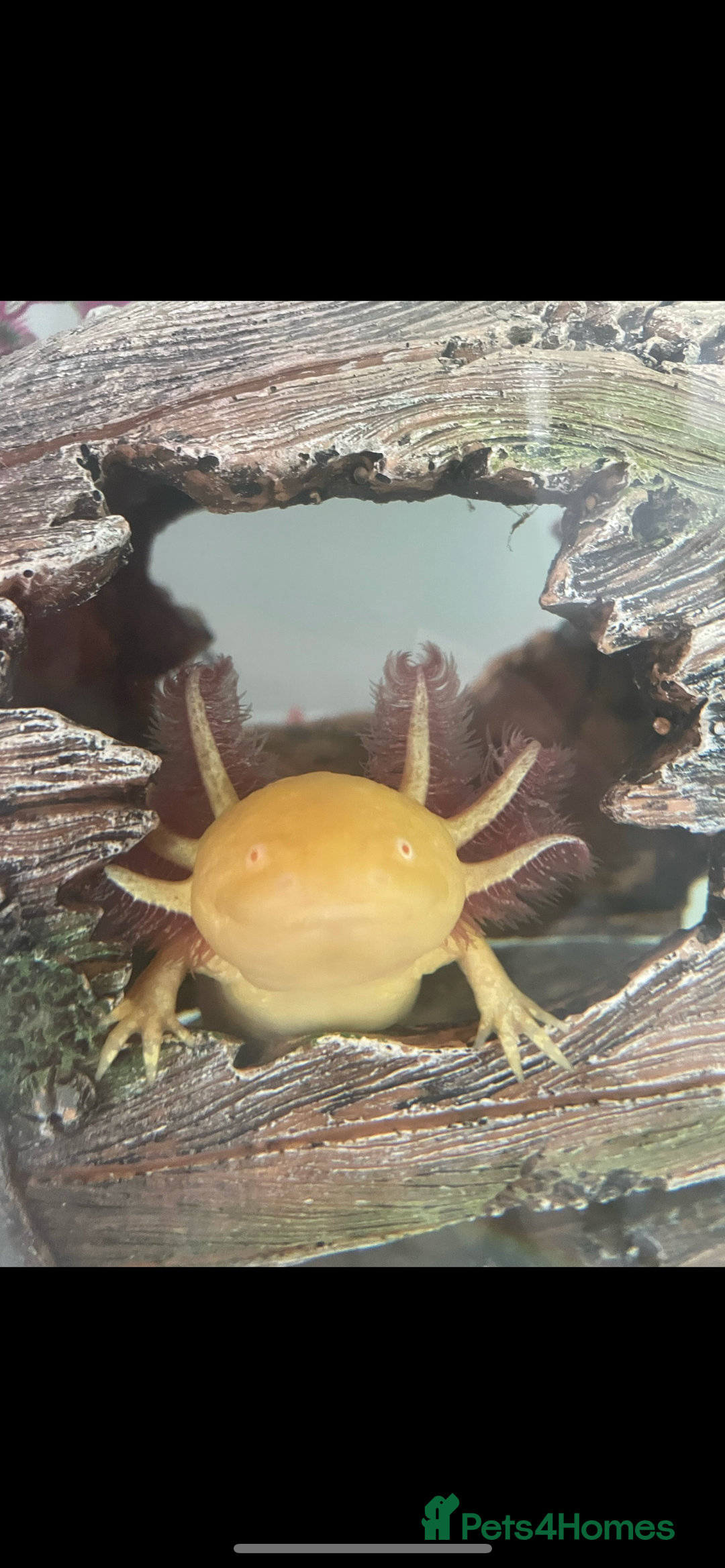 Axolotl reptiles for sale: Golden Axolotl with tank and stand unit - Image 3